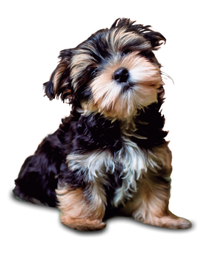 Love & Care Cachorro